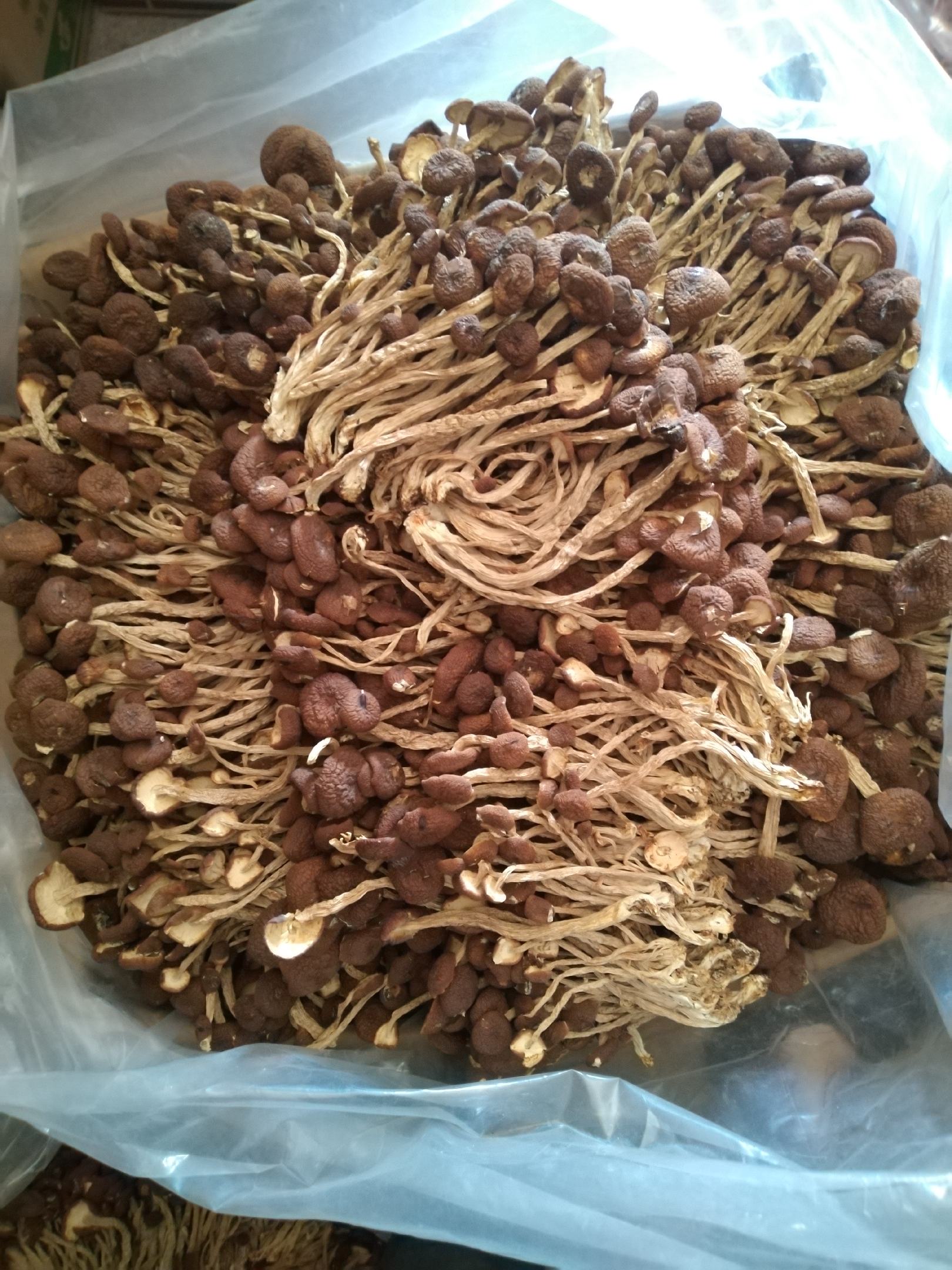 21年新菇广昌茶树菇干茶树菇鲜香嫩脆