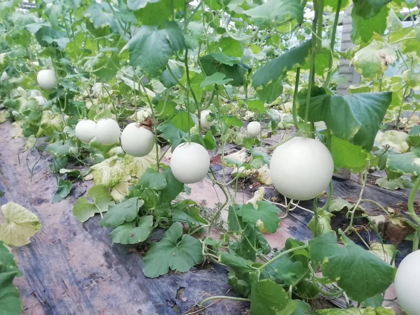玉菇甜瓜大棚种植实景图