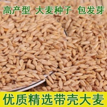 大麦种子农作物种子粮食优质绿肥种子