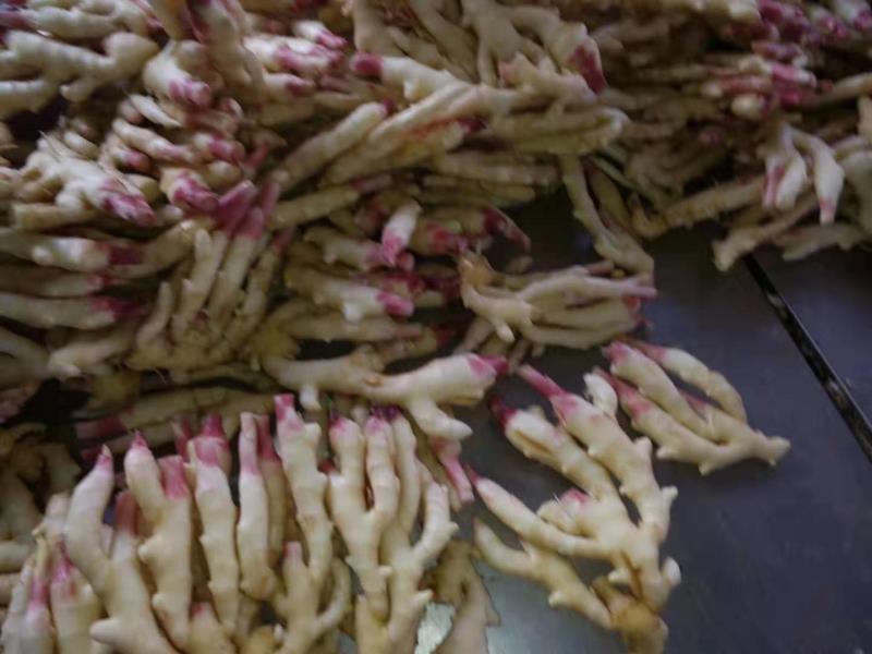 红芽姜芽芽创意应用组图:左上为透明玻璃瓶装红芽姜芽芽冷萃汁(琥珀色液体,瓶身凝结水珠);右中为手作姜芽芽蜂蜜膏(陶罐开口,膏体呈浅玫瑰色,表面点缀两枚完整紫红芽芽);左下为儿童餐盘中的红芽姜芽芽碎末拌蒸蛋(嫩黄蛋羹上撒少量细紫红颗粒) 红芽姜芽芽创意应用组图:左上为透明玻璃瓶装红芽姜芽芽冷萃汁(琥珀色液体,瓶身凝结水珠);右中为手作姜芽芽蜂蜜膏(陶罐开口,膏体呈浅玫瑰色,表面点缀两枚完整紫红芽芽);左下为儿童餐盘中的红芽姜芽芽碎末拌蒸蛋(嫩黄蛋羹上撒少量细紫红颗粒)