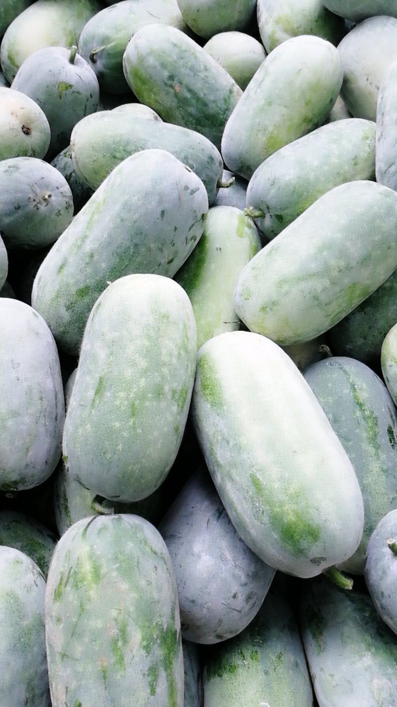 实心优质小白冬瓜水果冬瓜