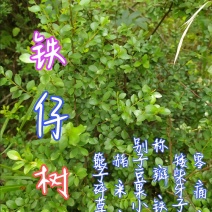 贵州毕节古夜郎大地野生中药材铁仔碎米果豆瓣柴牙痛草