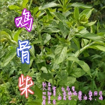 贵州毕节古夜郎大地野生中药材鸡骨柴白马骨六月雪满天星