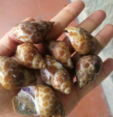 [东风螺批发]泰国 冷冻 花螺 无臭螺 口感好价格19.