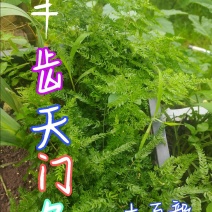 贵州毕节古夜郎大地野生观赏植物羊齿天门冬