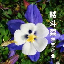 耧斗菜种子大花重瓣四季不断开花多年生阳台室外庭院花种子猫
