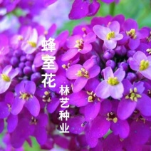 蜂室花种子四季易活屈曲花花籽种植室内阳台盆栽开花不断花卉
