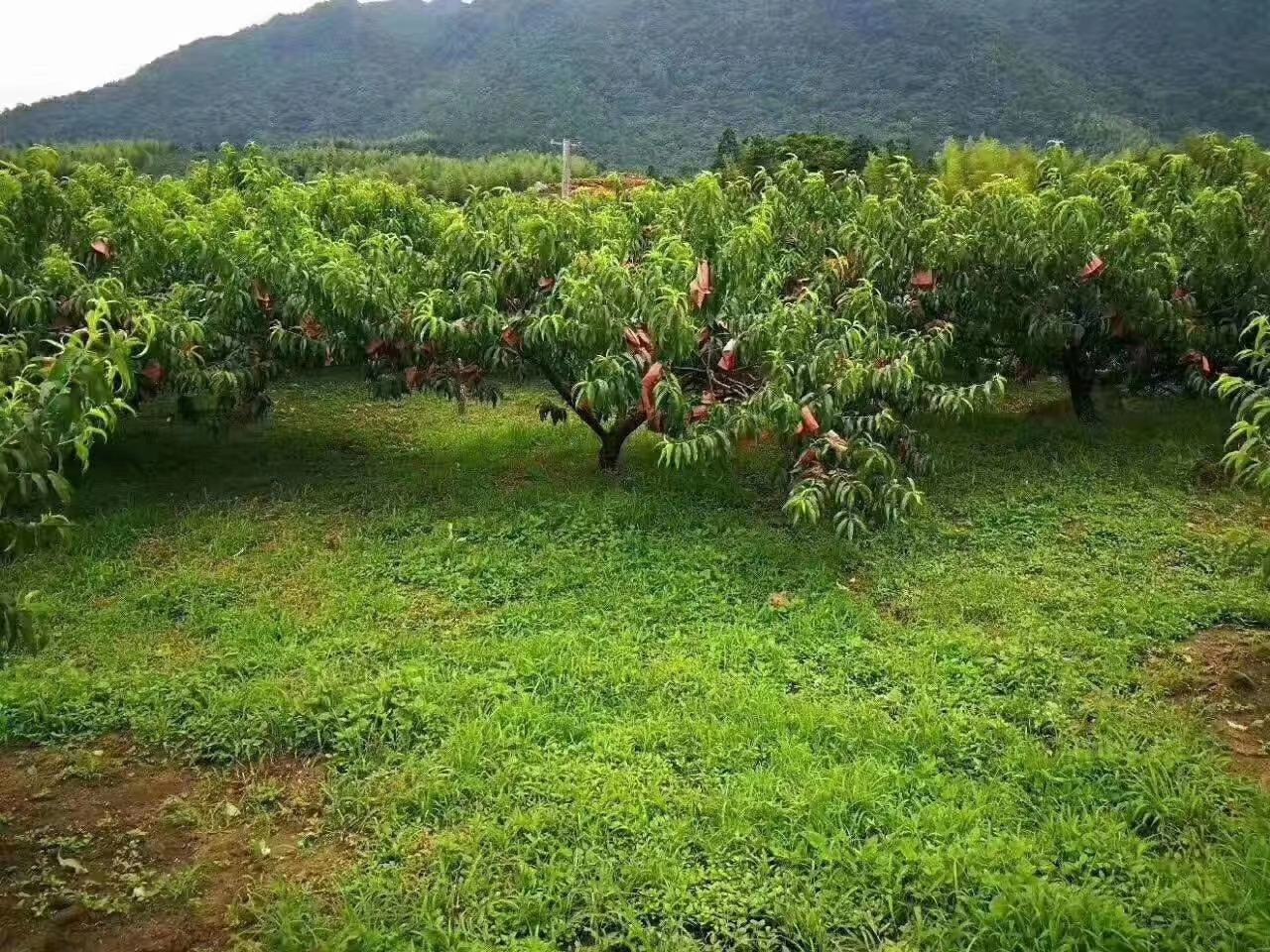 锦绣黄桃果园全景