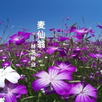 麦仙翁种子四季播种粗生野花种子易种活阳台庭院盆栽观赏植物