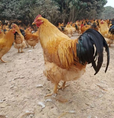 快大黄鸡苗 三黄鸡苗 鸡苗 批发包邮 包活 包打疫苗
