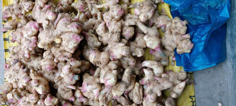 子姜、陈皮、紫苏组合