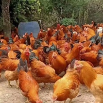 各种靓鸡，项鸡，腌鸡，靓靓靓
