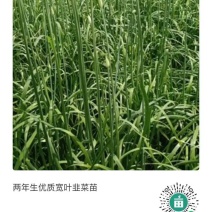 优质高产宽叶两年生韭菜苗