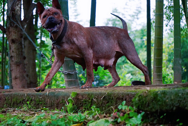 下司串杜高猎犬图图片