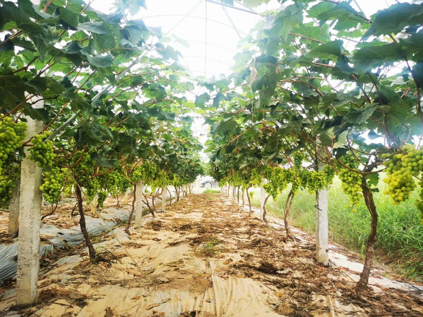 无籽青提果园全景
