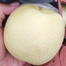 纸加膜黄金梨大量上市了，口感脆甜，肉质细腻，欢迎各位老板