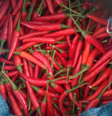 小米辣 鲜椒 椒中玉 大量货源 欢迎联系