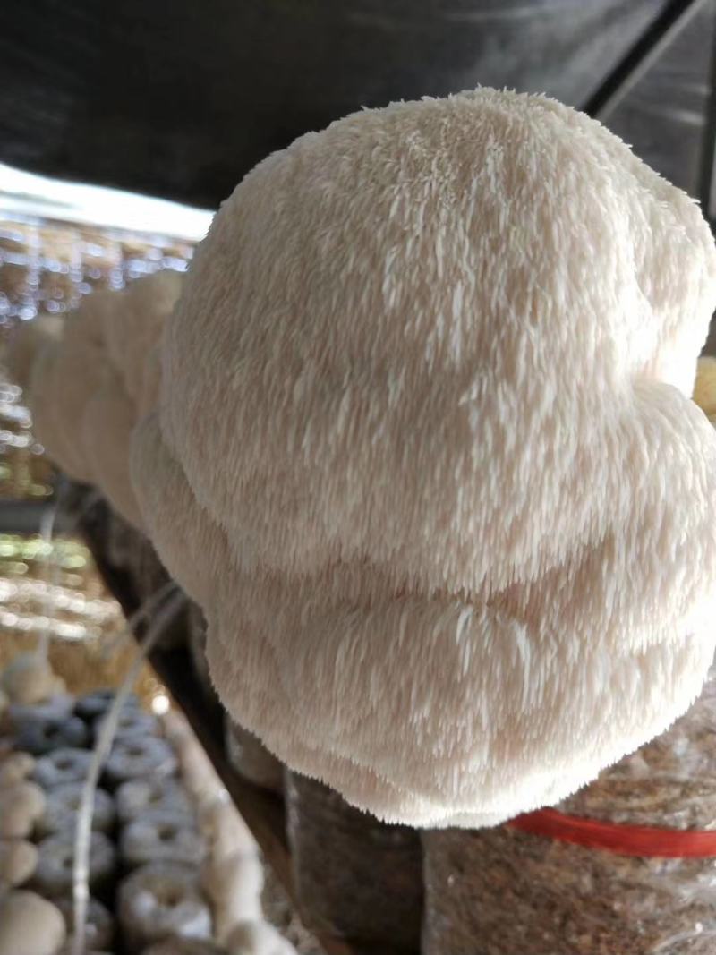 黑龙江牡丹江海林市猴头菇菌种 22.00元/斤