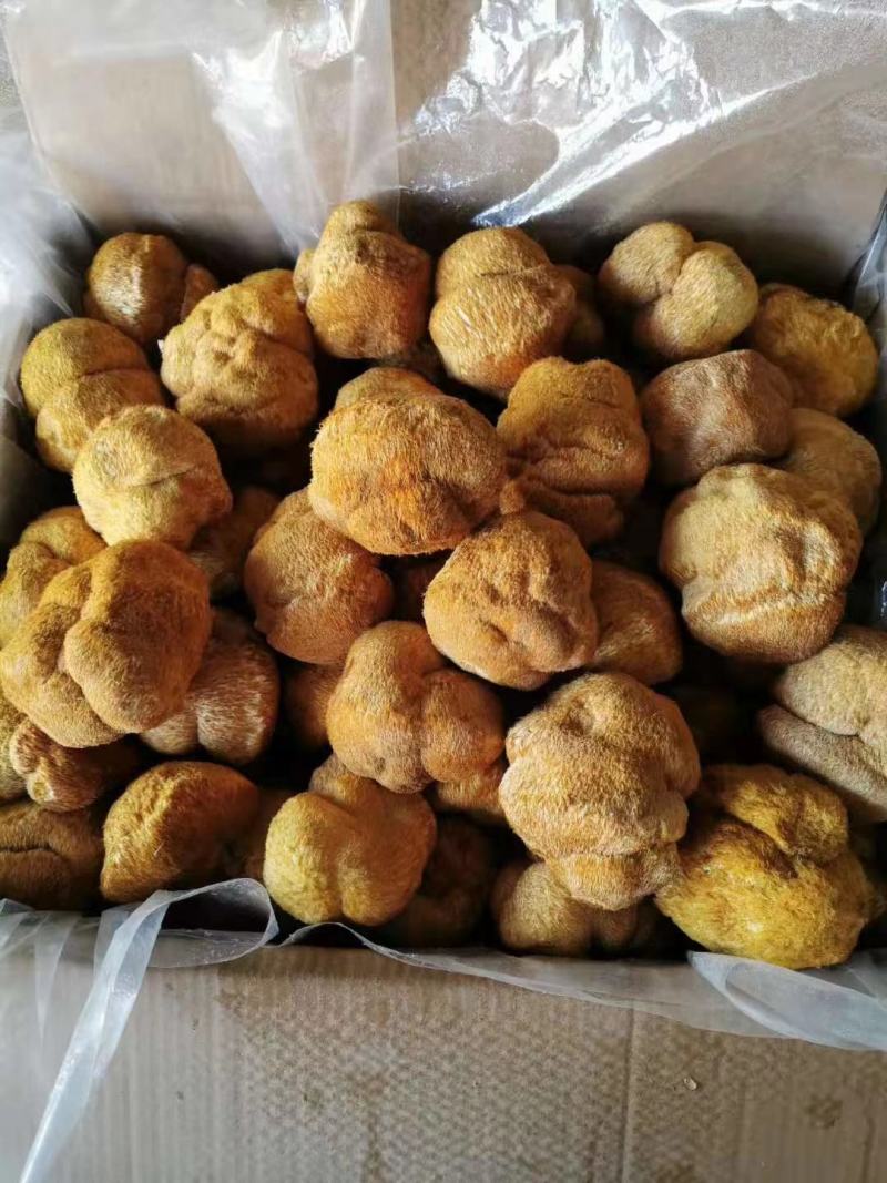 黑龙江牡丹江海林市猴头菇菌种 22.00元/斤