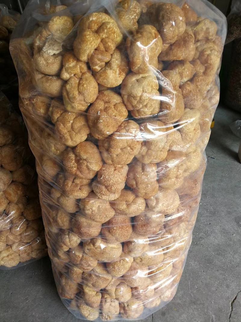 黑龙江牡丹江海林市猴头菇菌种 22.00元/斤