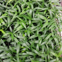 富贵椰子苗椰子树苗四季常青观叶植物支持一件代发