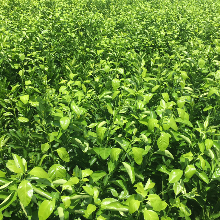 [柑桔苗批发]建阳桔柚苗,日本称甜春桔柚,俗称甜桔柚苗价格5.