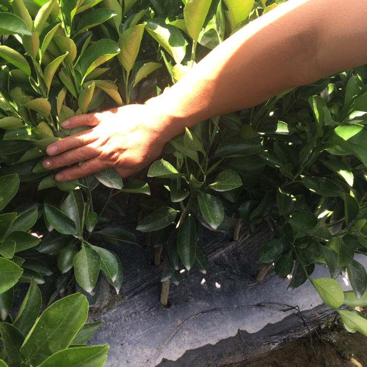 [柑桔苗批发]建阳桔柚苗,日本称甜春桔柚,俗称甜桔柚苗价格5.