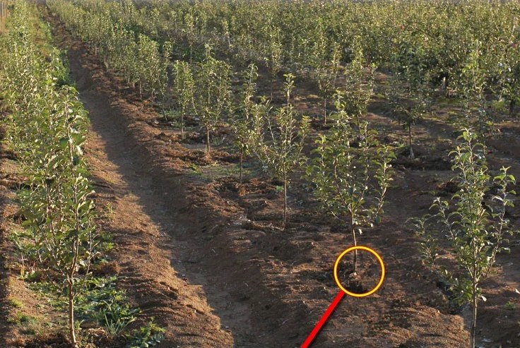 水果玉米在温室中种植