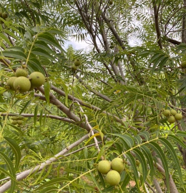 小猴头树苗,有各种品种的猴头树苗