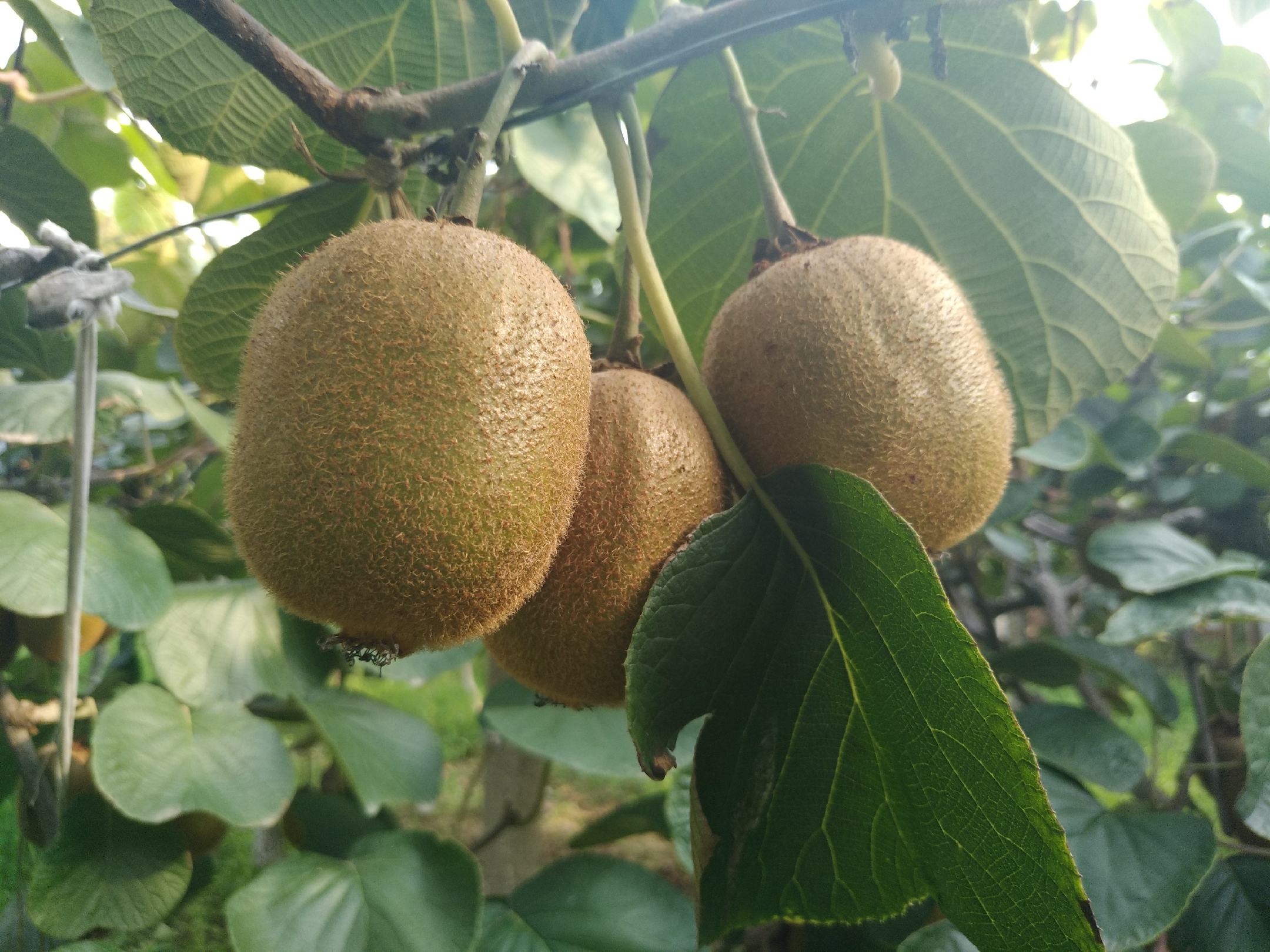 一簇成熟的迷你猕猴桃挂在藤蔓上,果实呈椭圆形,表皮光滑略带绒毛,颜色为深褐色,阳光照射下泛着自然光泽,背景为绿意盎然的果园,突出其原生态生长环境 迷你猕猴桃特写