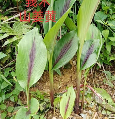 野生莪术鲜25斤5斤起售