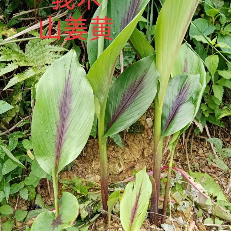 [莪术批发]野生莪术 鲜25/斤,5斤起售价格25.00元/斤 - 一亩田