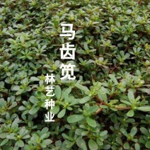 马齿苋种子野生四季播阳台盆栽食用种籽蔬菜野菜长寿菜