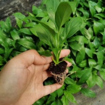 美酒白掌穴盘苗一帆风顺小苗观叶观花植物