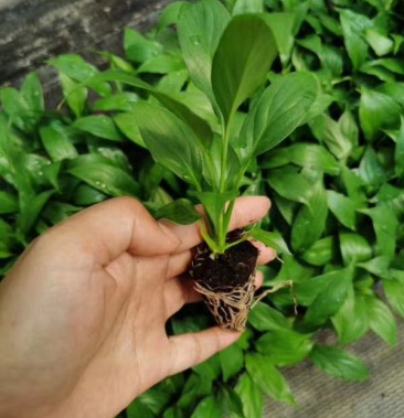 美酒白掌穴盘苗 一帆风顺小苗 观叶观花植物