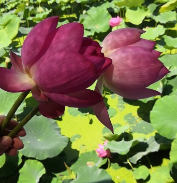 马踏湖白莲藕[水果藕预售(夏季6月底份上市)