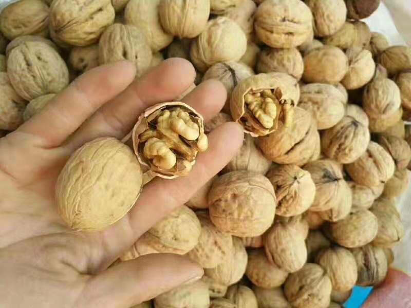 家庭场景中打开新疆薄皮生核桃并食用的过程特写