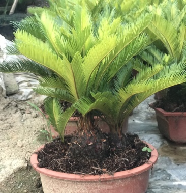 铁树多头铁树盆景原生多头子母铁树盆栽四季常青