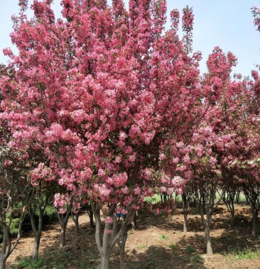 光辉海棠,绚丽海棠,乔木,北美海棠,嫁接苗