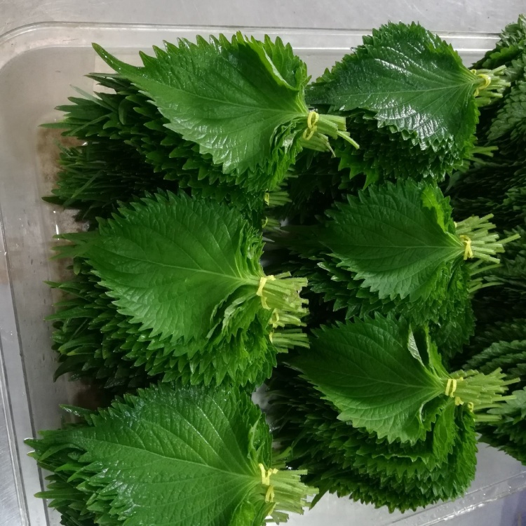 [紫苏叶批发]新鲜日本大叶/全绿紫苏/紫苏叶/料理用/火锅用/烧烤用