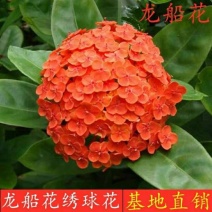 龙船花盆栽带花绣球花四季开花植物庭院阳台室内好养绿植花