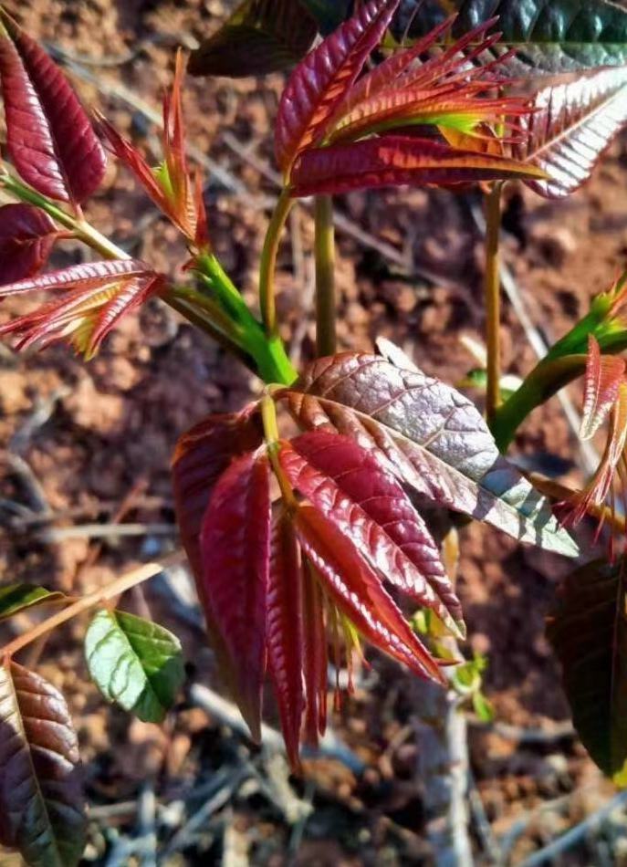 [香椿芽批发]四季红香椿芽鲜嫩脆爽椿香浓郁,每年9月初至12月底有货