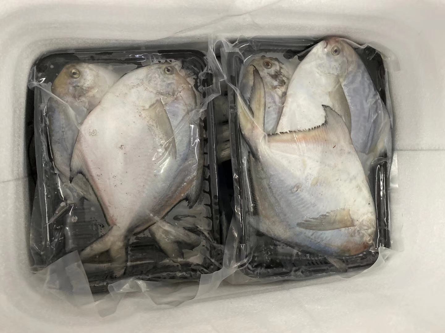 带鱼炖豆腐特写：银白带鱼段与嫩黄北豆腐块在浅褐色汤汁中交叠，表面浮着细小油星与葱花，热气氤氲
