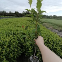 出售红王子锦带，高40，