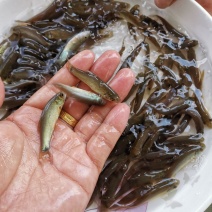 优质丁桂鱼苗，提供养殖技术支持