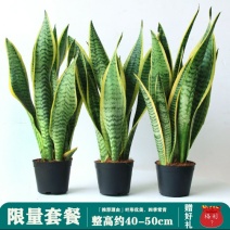 金边虎皮兰吸甲醛多肉绿植物办公室内大型花卉盆栽虎尾兰客厅