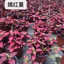 嫣红蔓杯苗价格，嫣红蔓成都基地实拍图片，