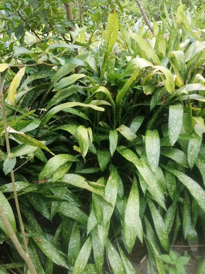 出售洒金一叶兰,高40冠15