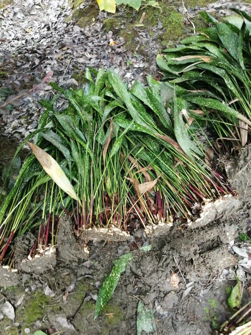 出售洒金一叶兰,高40冠15