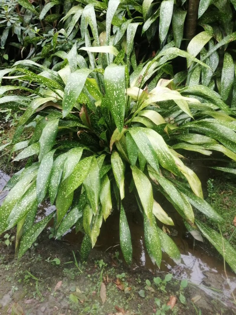 出售洒金一叶兰,高40冠15